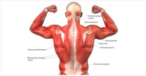 Упражнения для больших круглых мышц спины thumbnail